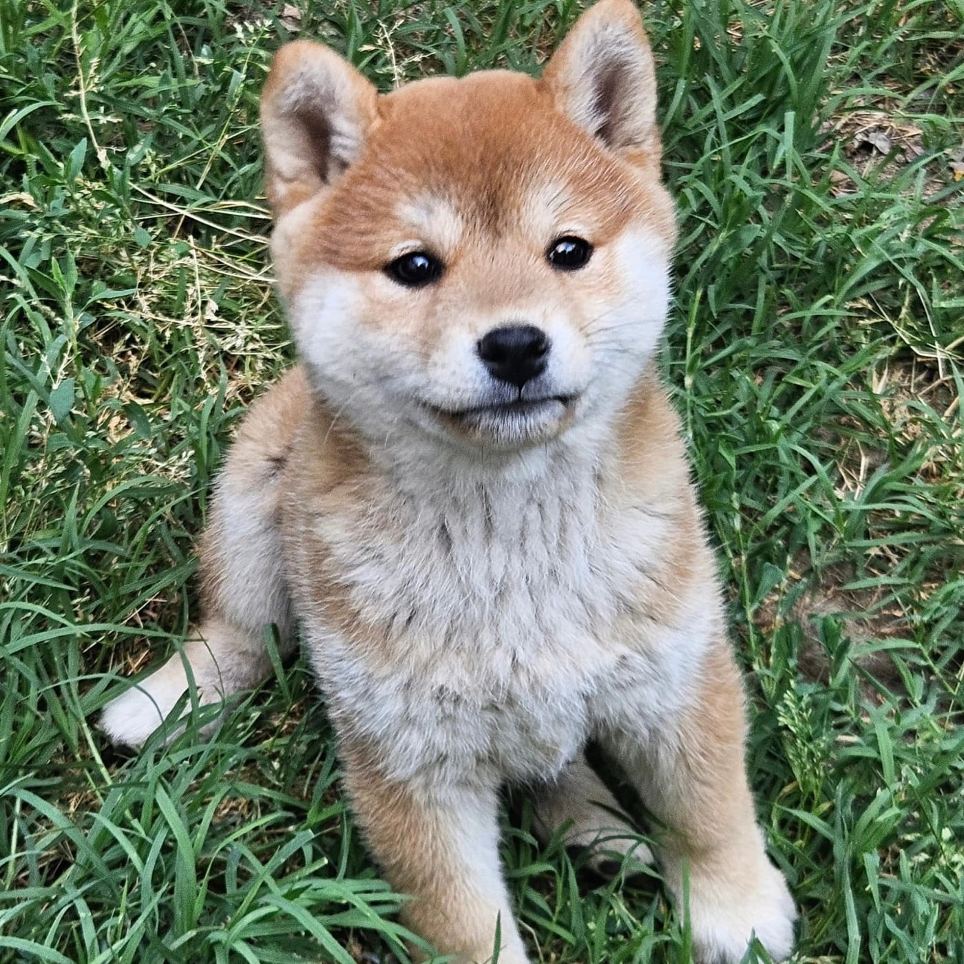 Bella