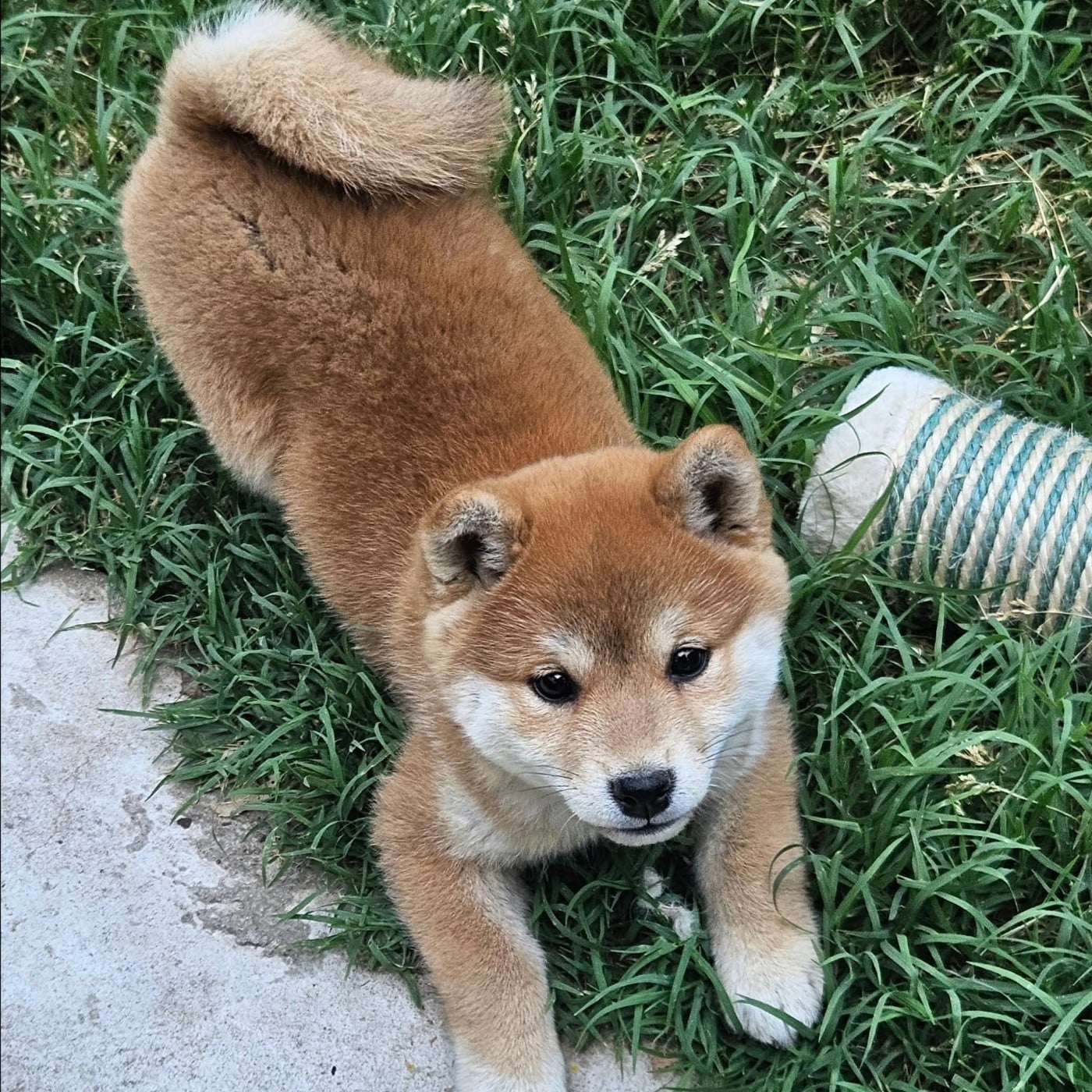 Bella