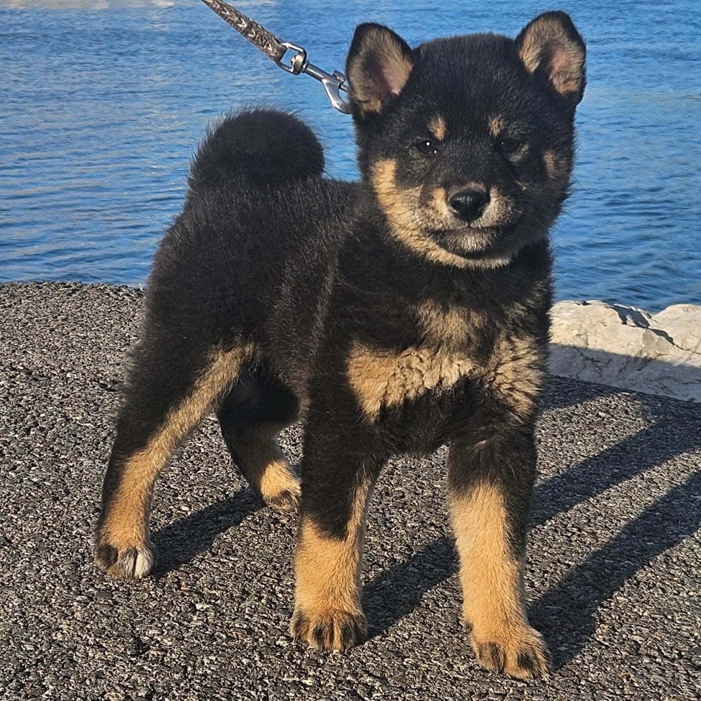 Femelle noir et feu - Shiba