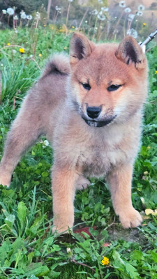 Les chiots de Shiba