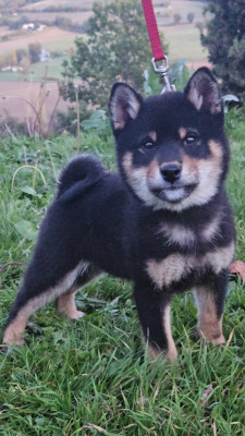 Les chiots de Shiba
