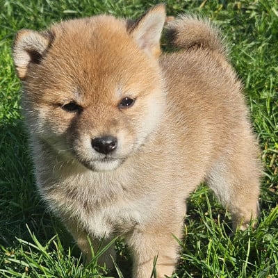 Les chiots de Shiba
