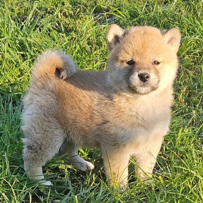 Les chiots de Shiba
