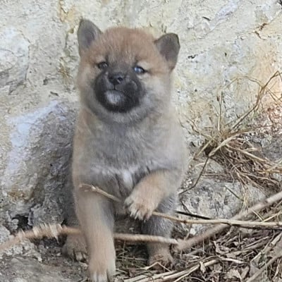 Les chiots de Shiba