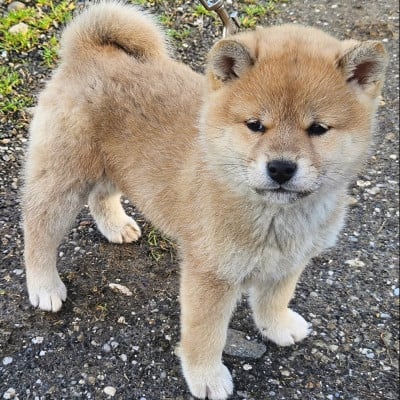 Les chiots de Shiba