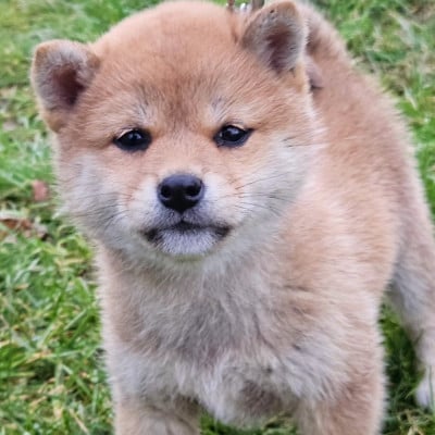 Les chiots de Shiba