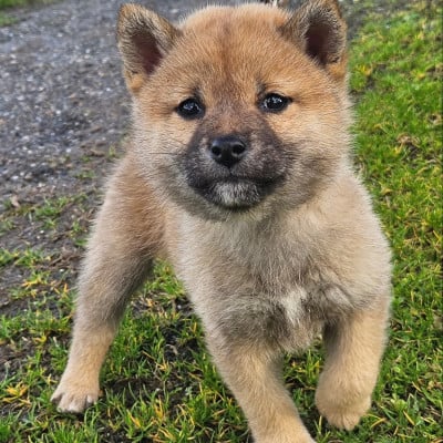 Les chiots de Shiba