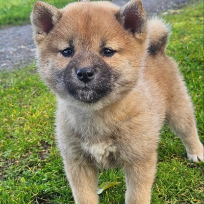 Les chiots de Shiba