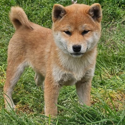 Les chiots de Shiba