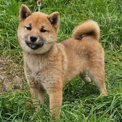 Les chiots de Shiba