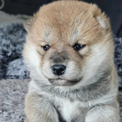 Les chiots de Shiba