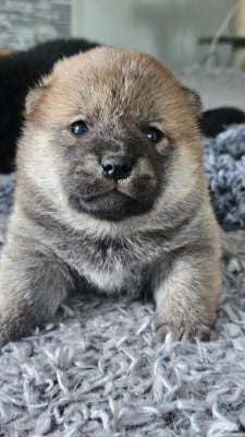 Les chiots de Shiba