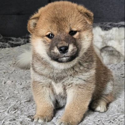 Les chiots de Shiba