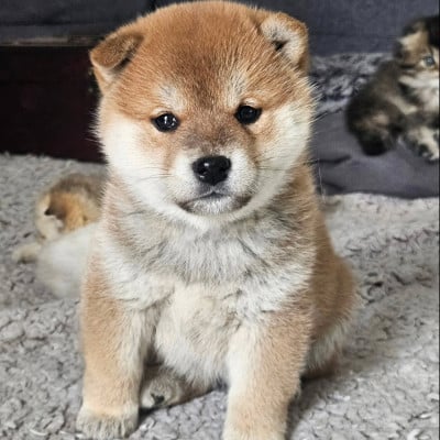 Les chiots de Shiba