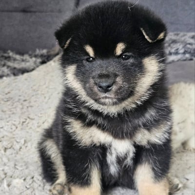 Les chiots de Shiba