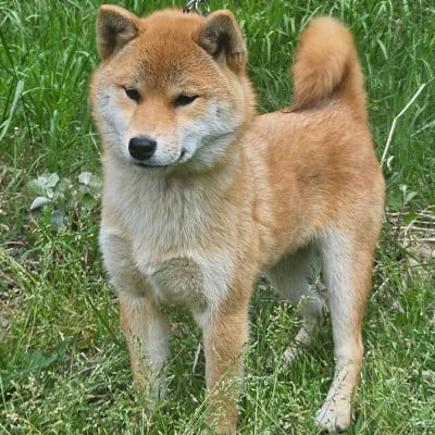 Les chiots de Shiba