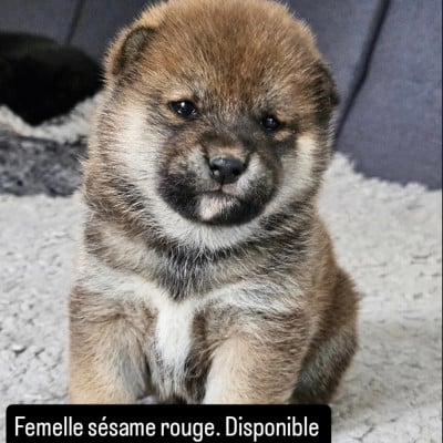 Les chiots de Shiba