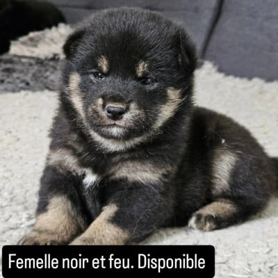 Les chiots de Shiba