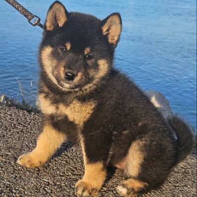 Les chiots de Shiba