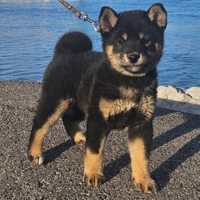 Les chiots de Shiba