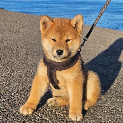 Les chiots de Shiba