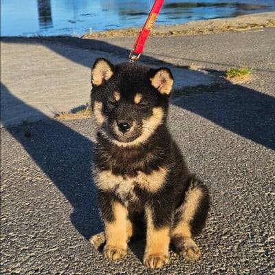 Les chiots de Shiba