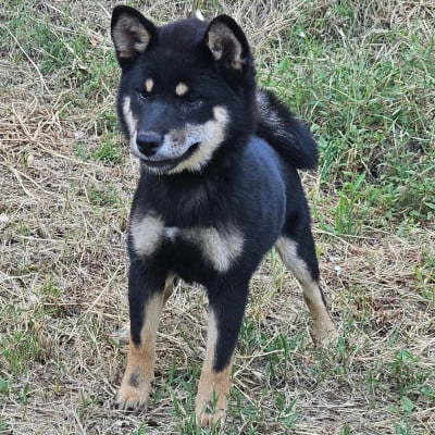 Les chiots de Shiba