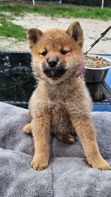Les chiots de Shiba