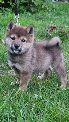 Les chiots de Shiba