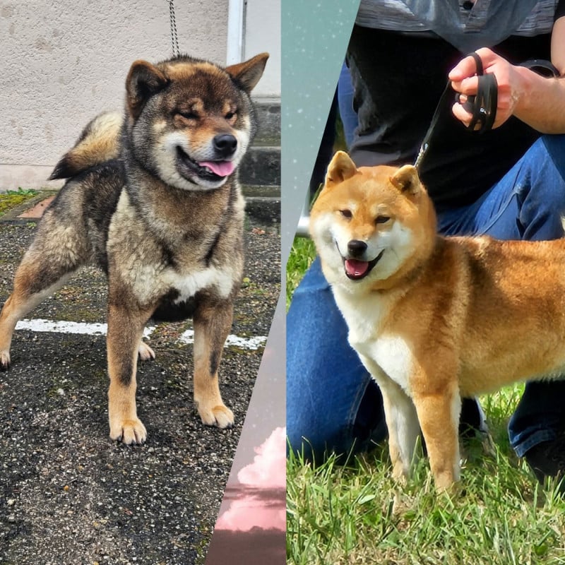 Shiba - de British and Us