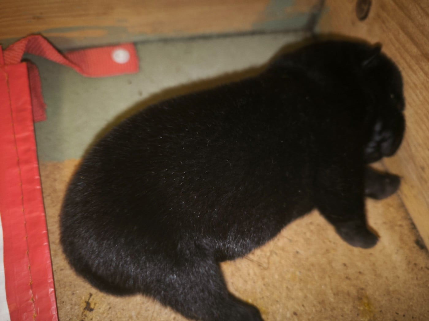Berlioz