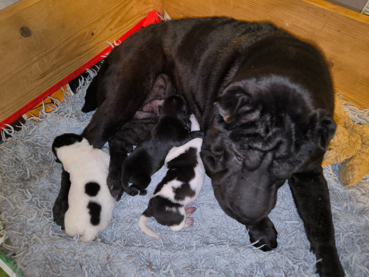 Shar Pei - Des Terres Ancestrales