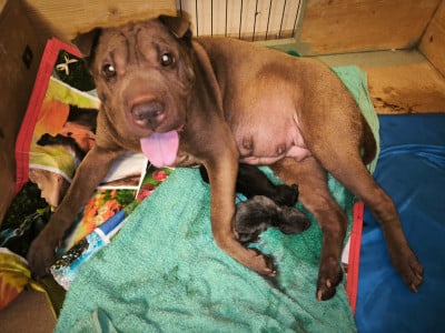 Les chiots de Shar Pei