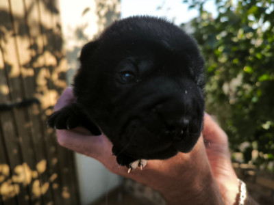 Les chiots de Shar Pei