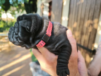 Les chiots de Shar Pei