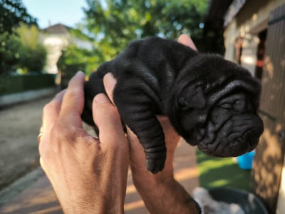 Les chiots de Shar Pei