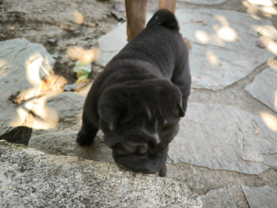 Les chiots de Shar Pei