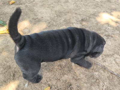 Les chiots de Shar Pei