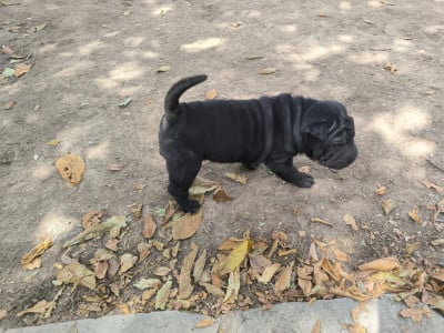 Les chiots de Shar Pei