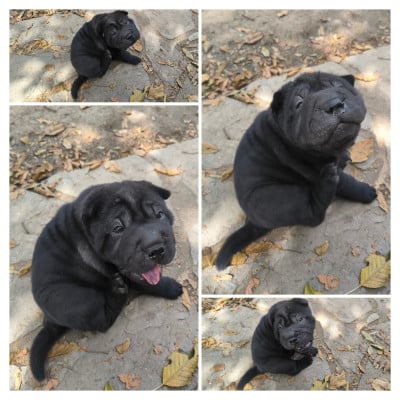 Les chiots de Shar Pei