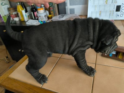 Shar Pei