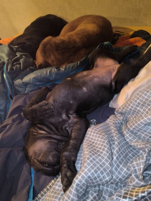 Les chiots de Shar Pei
