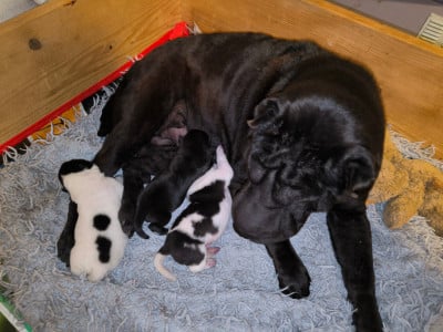 Les chiots de Shar Pei
