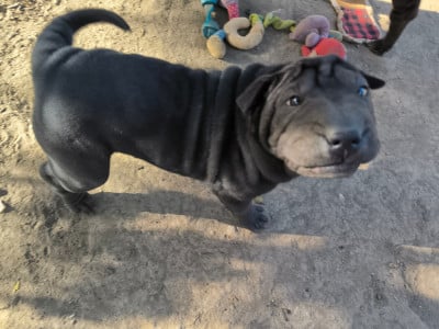 Les chiots de Shar Pei