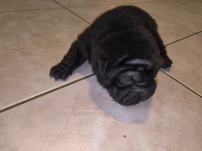 Les chiots de Shar Pei