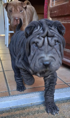 Les chiots de Shar Pei
