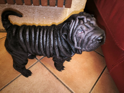 Les chiots de Shar Pei