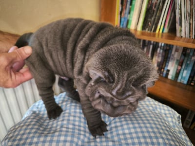 Les chiots de Shar Pei