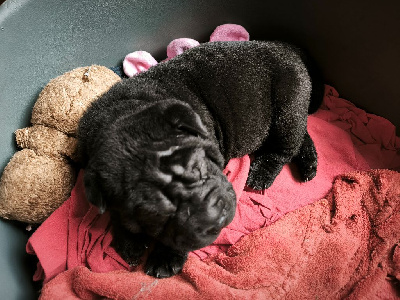 Les chiots de Shar Pei