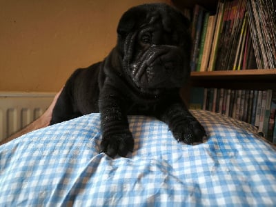 Les chiots de Shar Pei